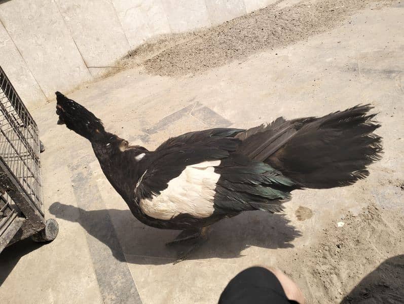 Pure Breeder Pide Muscovy Duck Male 0