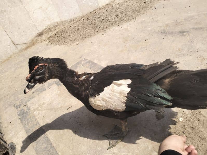 Pure Breeder Pide Muscovy Duck Male 2