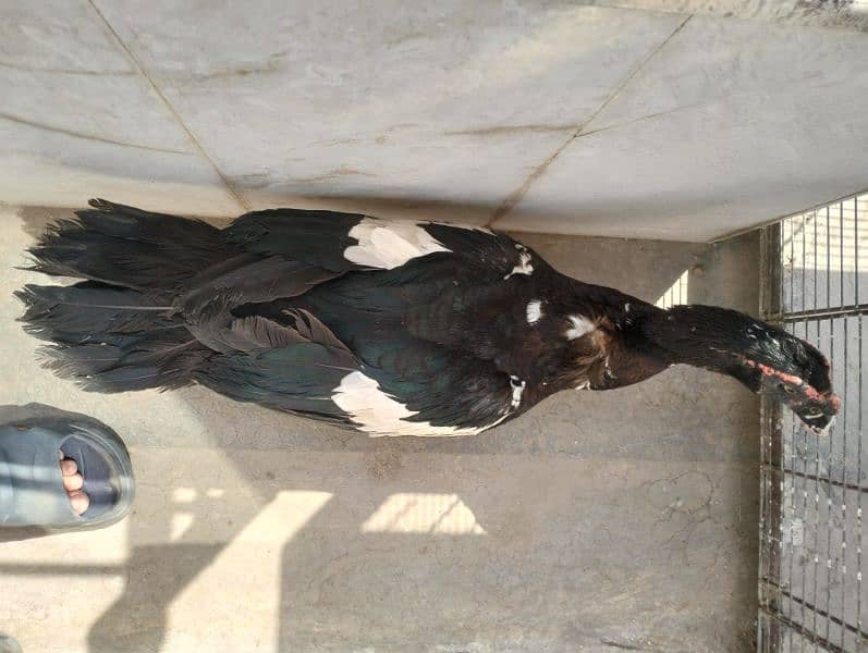 Pure Breeder Pide Muscovy Duck Male 3