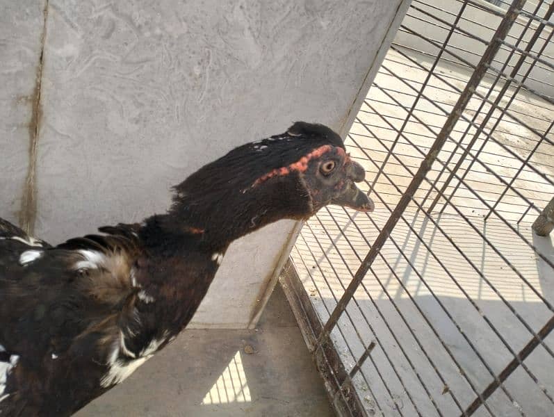 Pure Breeder Pide Muscovy Duck Male 4