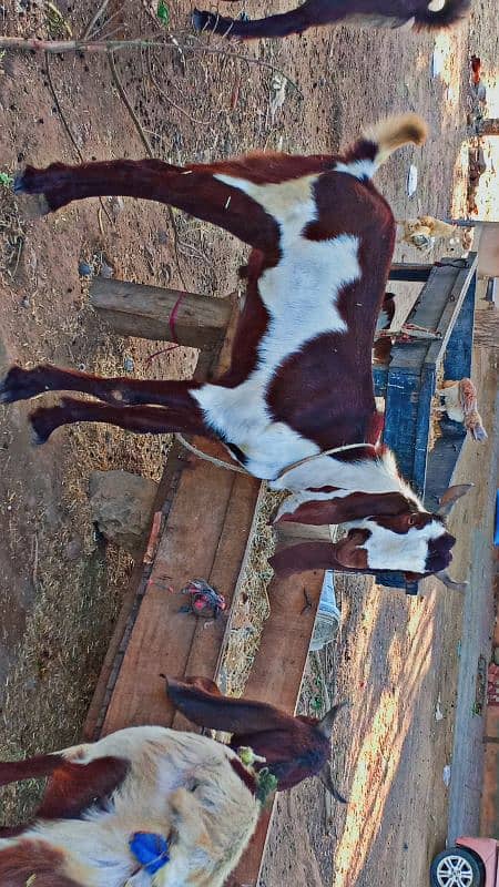 2 dant Bakra for sale 6