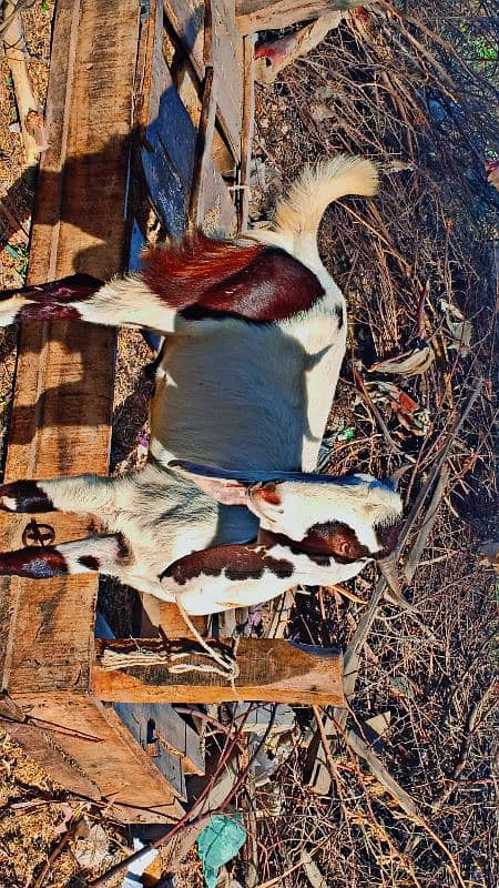 2 dant Bakra for sale 0