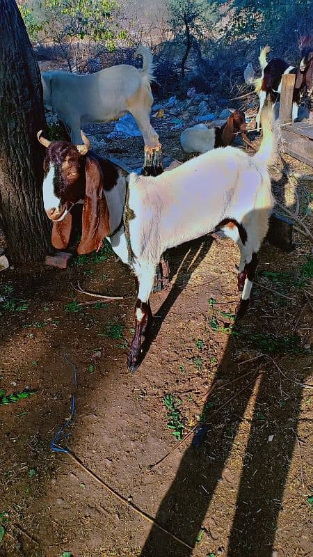 2 dant Bakra for sale 1