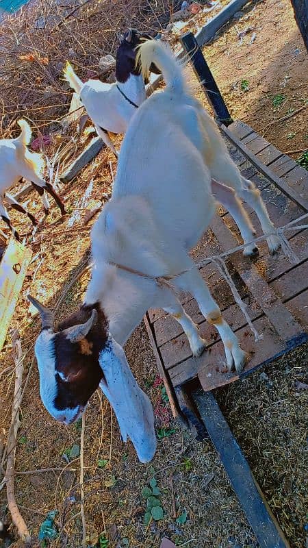 2 dant Bakra for sale 2