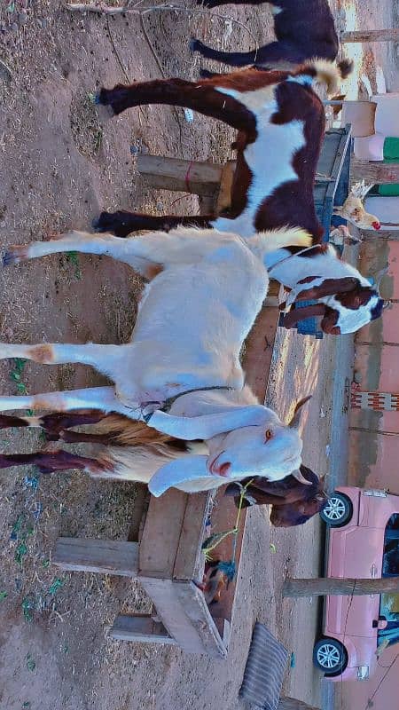 2 dant Bakra for sale 4