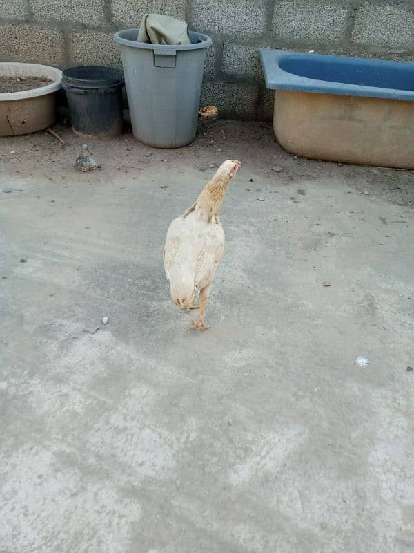Aseel brownish white hen 0