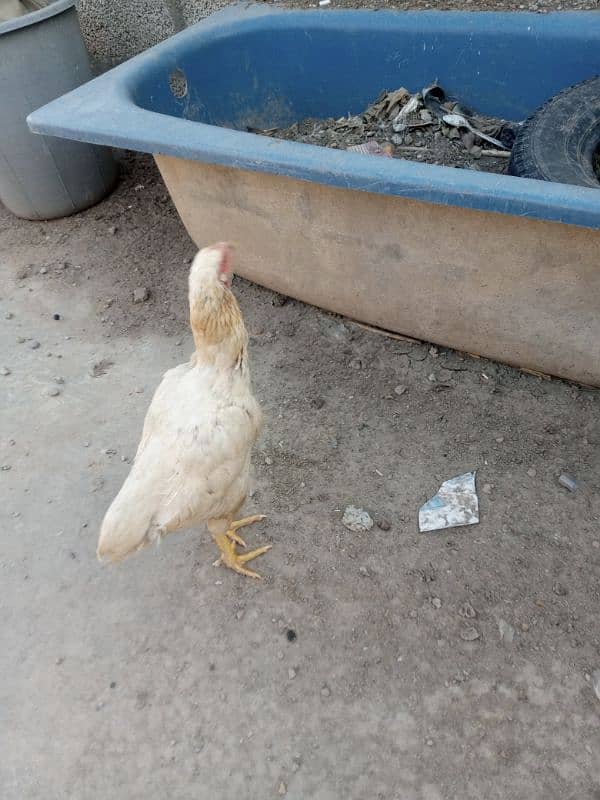 Aseel brownish white hen 1