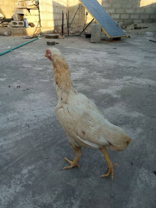 Aseel brownish white hen 2