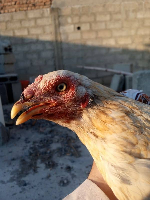 Aseel brownish white hen 3