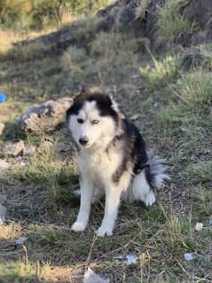 Husky