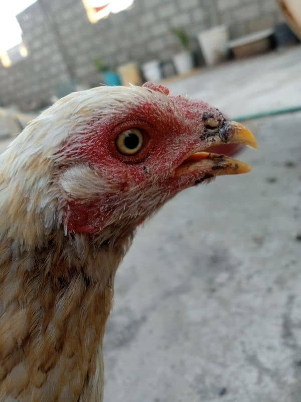 Aseel brownish white hen 4