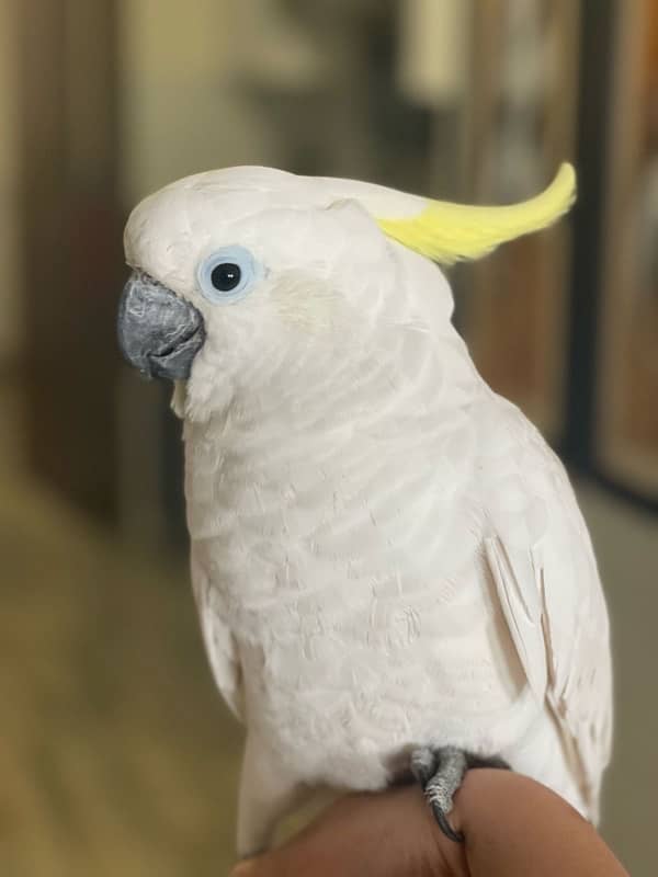 Sulphur Crested Cockatoo 0