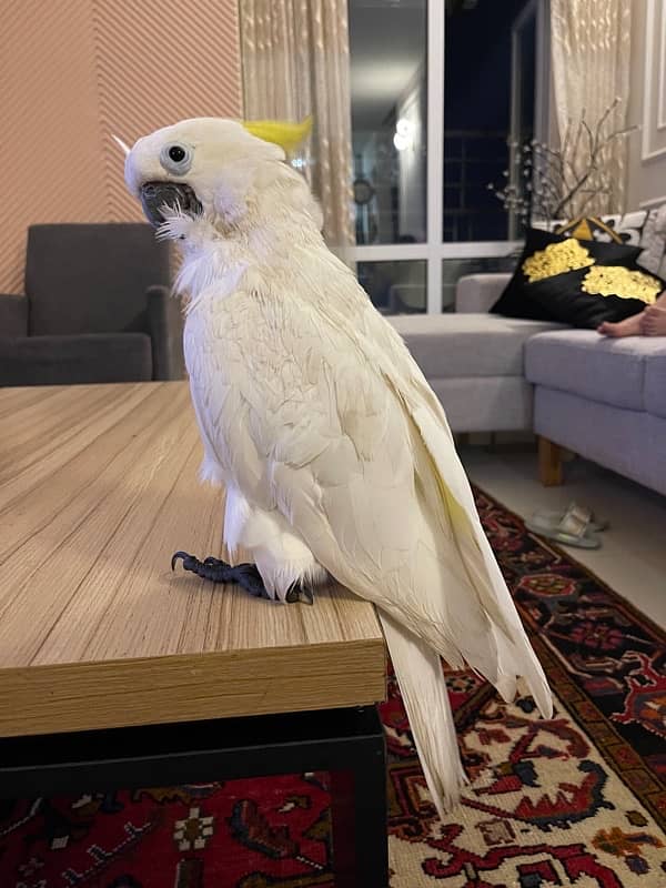 Sulphur Crested Cockatoo 2