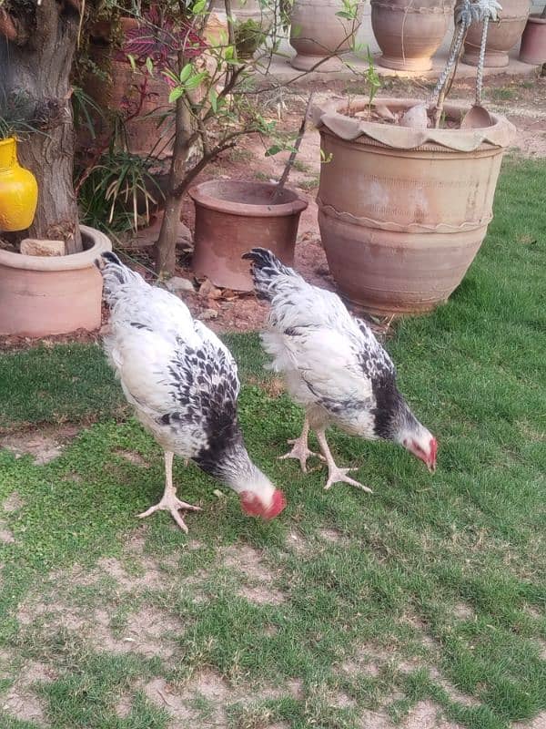 Chicks English Sussex 0