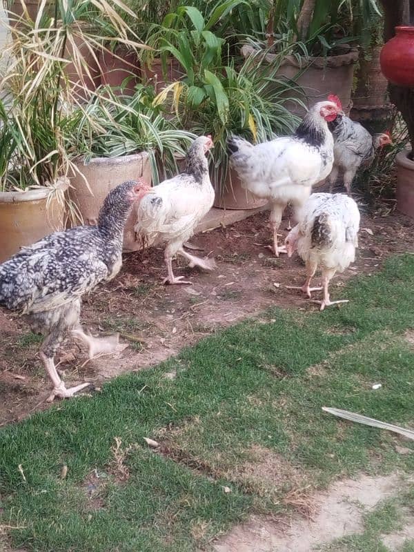 Chicks English Sussex 2