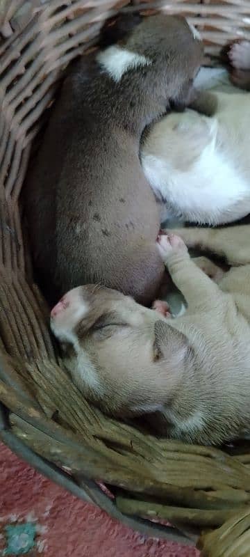 new born babys 0