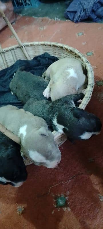 new born babys 1