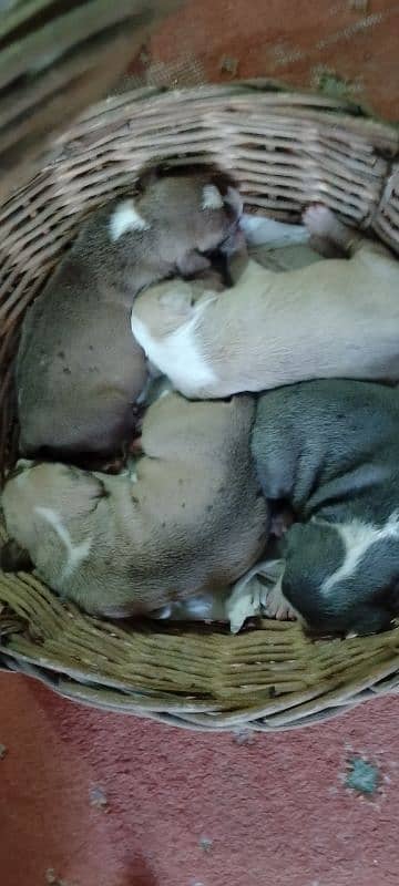 new born babys 2