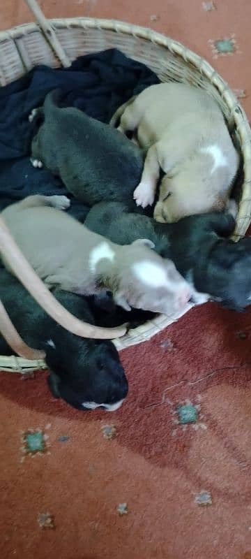 new born babys 3