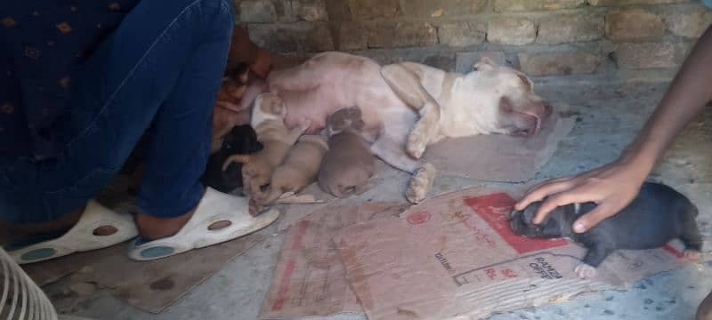 new born babys 5