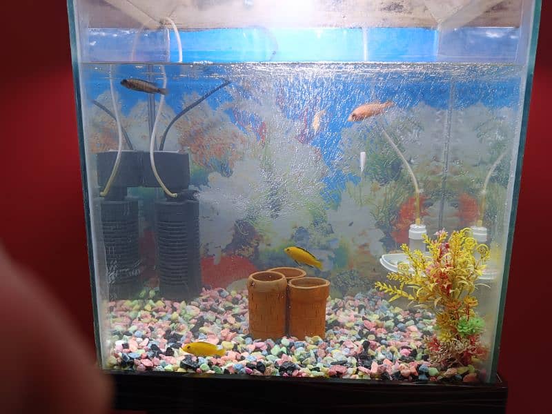 Fish Aquarium full Setup 0