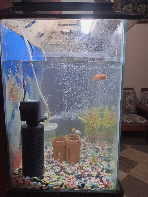 Fish Aquarium full Setup 2
