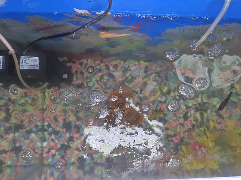 Fish Aquarium full Setup 3