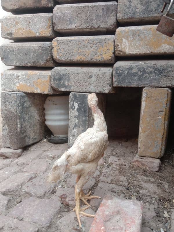 pure white shamo call03034135736 2