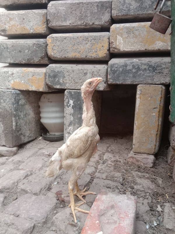 pure white shamo call03034135736 3