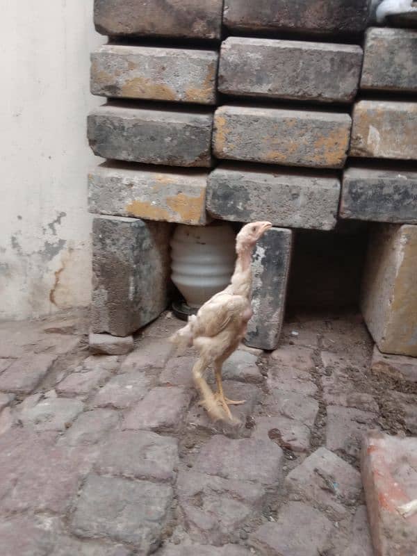pure white shamo call03034135736 5