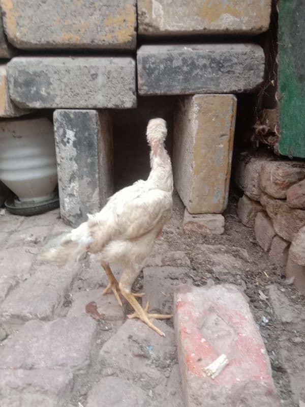 pure white shamo call03034135736 6