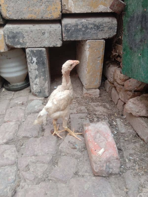 pure white shamo call03034135736 7