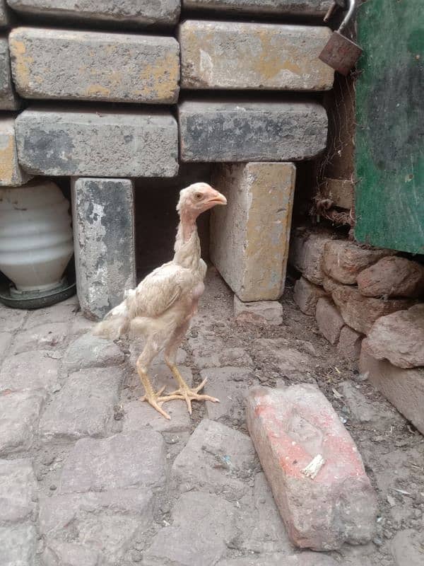 pure white shamo call03034135736 8