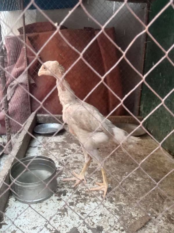 pure white shamo call03034135736 10