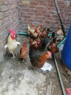 2 male murgha, 20 murgi for eggs. hen healthy, dealy eggs