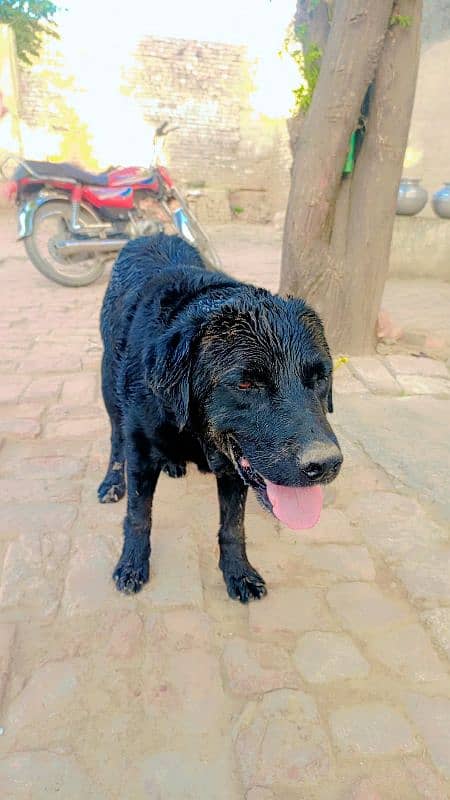 labrador full black 0