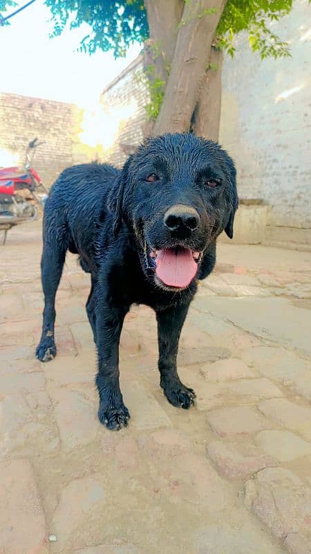labrador full black 1