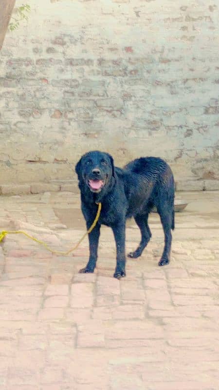 labrador full black 3
