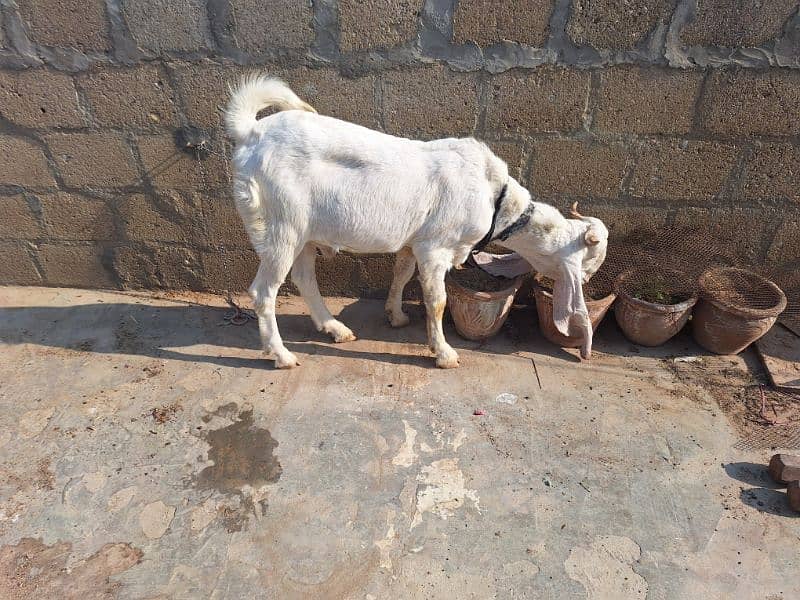 Gulabi goat 0