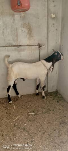 Bakra