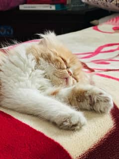 bicolor male kitten punch face