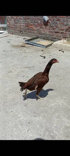 All Chicks and Adult male/ female Available
