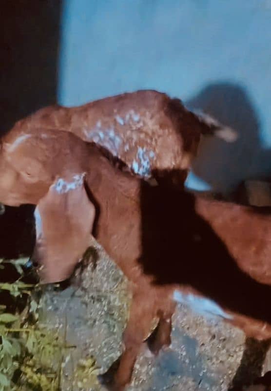 Punjab beetal cross 2