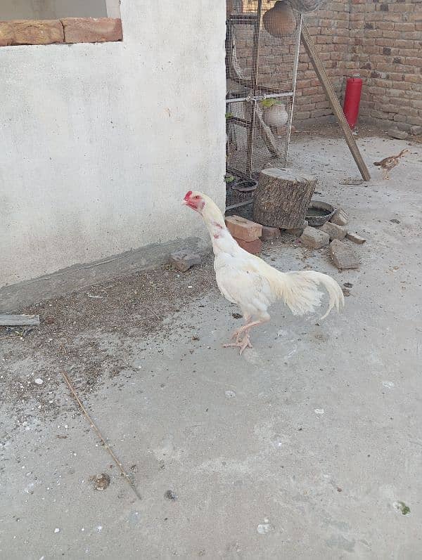 heera asel + lasani asel 1