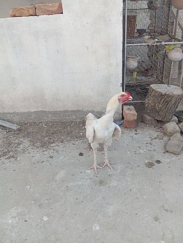 heera asel + lasani asel 2