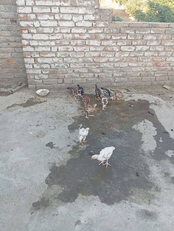 heera asel + lasani asel 3