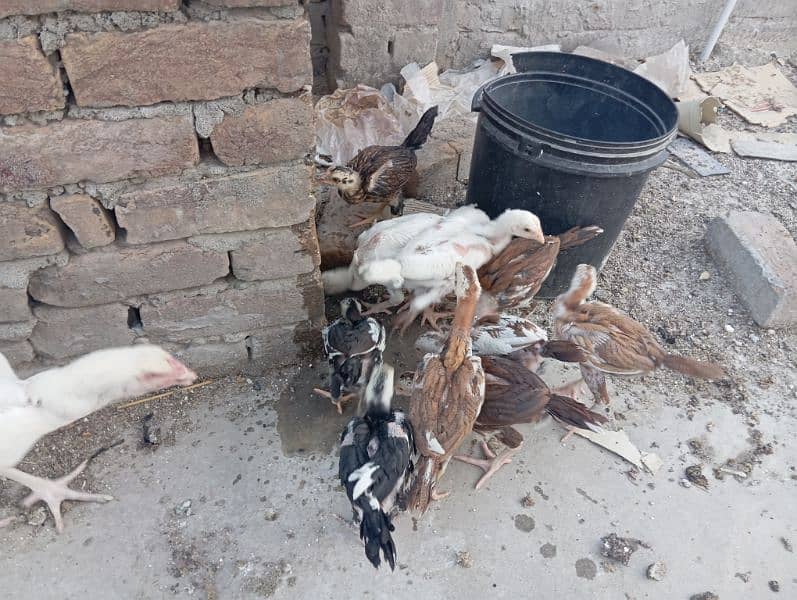 heera asel + lasani asel 5