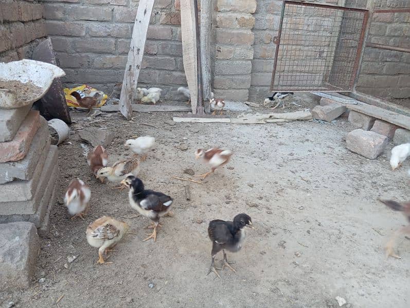 heera asel + lasani asel 6