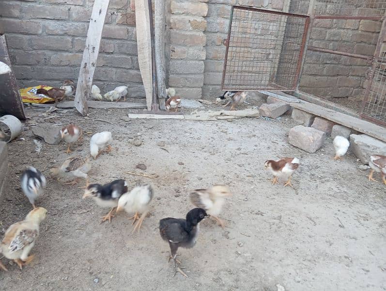 heera asel + lasani asel 7