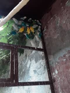 Love birds  for sale